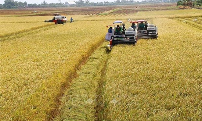Increasing quality, value of rice shipments to boost exports 