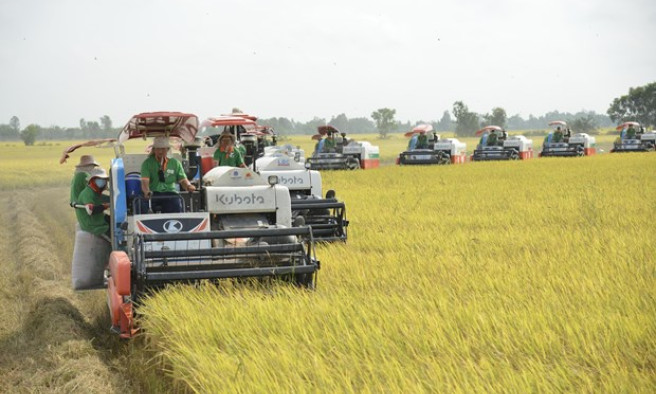 Rice exports expected to hit 5 billion USD this year