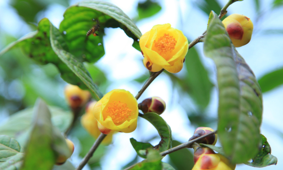 Ba Che's yellow flower tea festival to be held on Dec. 23-24
