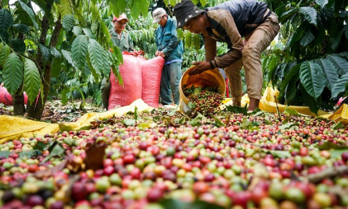 Giá cà phê tăng cao kỷ lục, châu Âu chỉ trông chờ vào Việt Nam