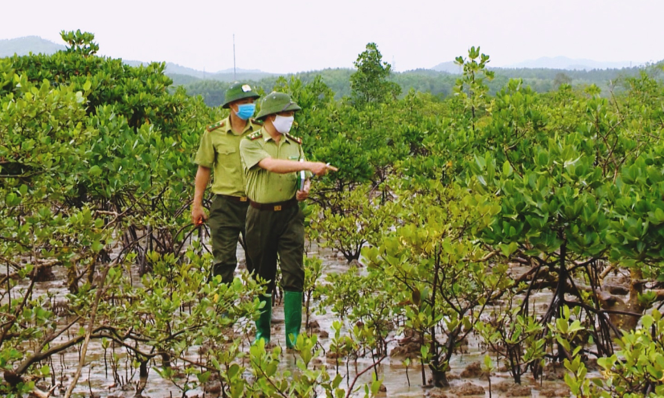 Bảo vệ "lá phổi xanh"