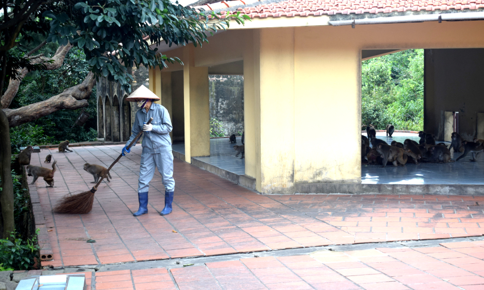 Chuyện những người phụ nữ nuôi khỉ trên đảo Rều