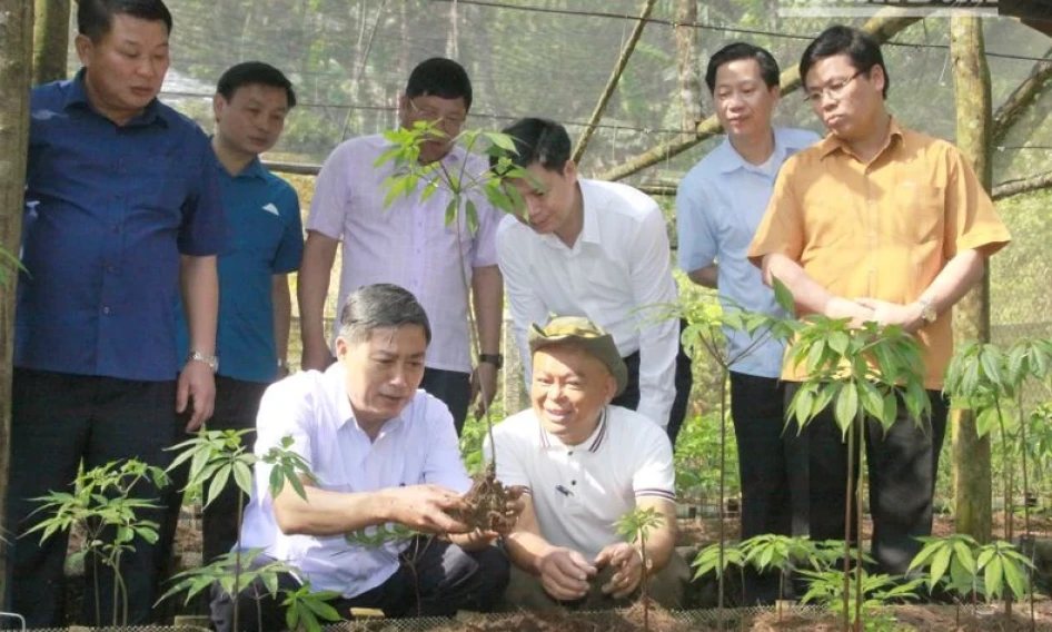 "Sâm Ngọc Linh trên đất Sơn La - Từ Quốc bảo trở thành sinh kế"