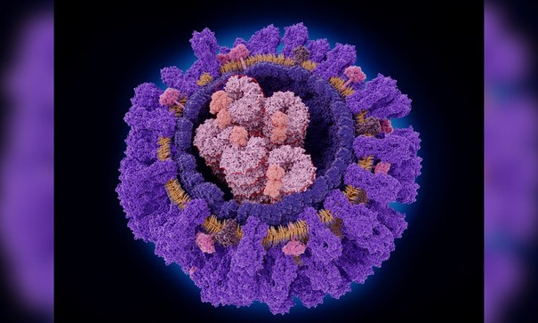 Phát hiện một loại kháng thể có thể nhắm vào nhiều chủng virus cúm cùng lúc