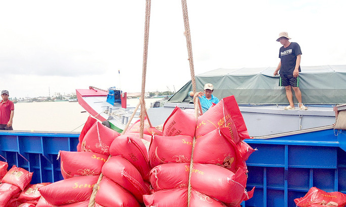 Giá lúa gạo tăng cao, nông dân lại bỏ tôm, trồng lúa