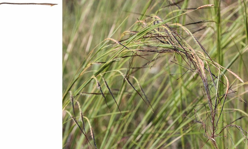 Pili - Loại cỏ đặc biệt biết chuyển động khi bị ướt