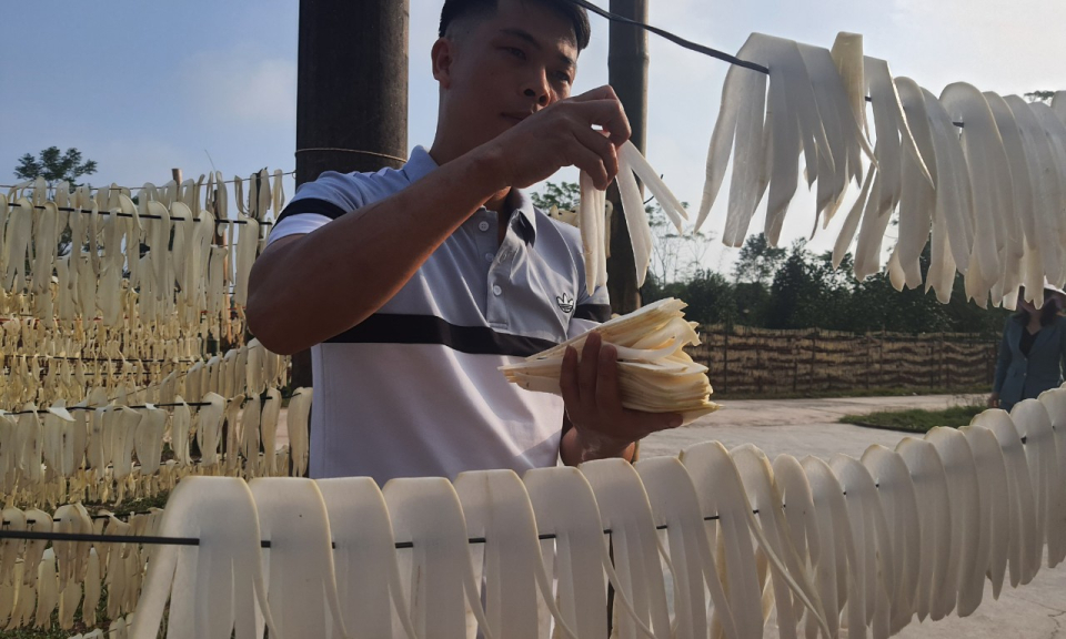 Cây làm giàu của nông dân Đầm Hà
