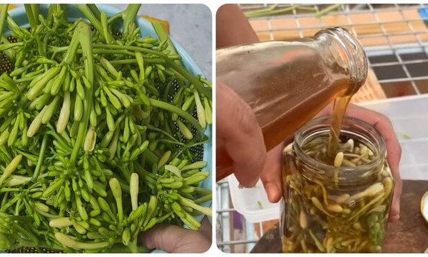 Hoa đu đủ đực ngâm mật ong trị bệnh gì?