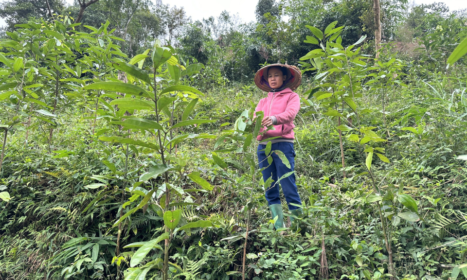 Ưu tiên nguồn vốn cho hộ khó khăn phát triển sản xuất
