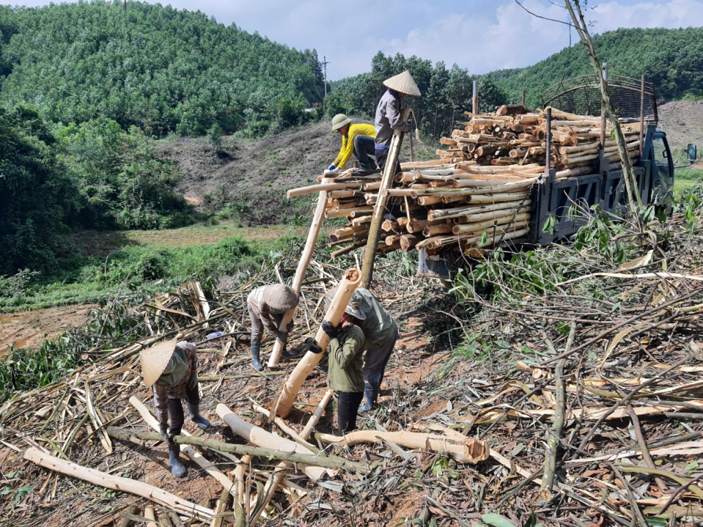 Người dân huyện Ba Chẽ thu hoạch keo chuyển sang trồng cây gỗ lớn thích ứng với biến đổi khí hậu.