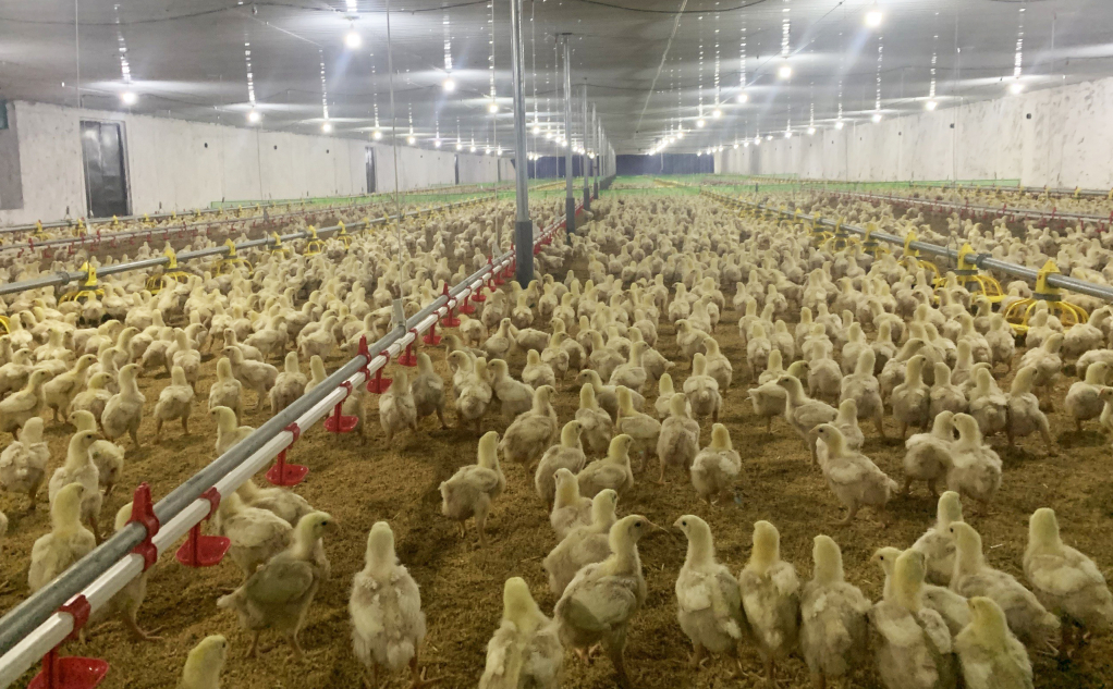 Trang trại chăn nuôi gà của ông Nguyễn Tôn Quyền sử dụng trấu để làm đệm lót sinh học.
