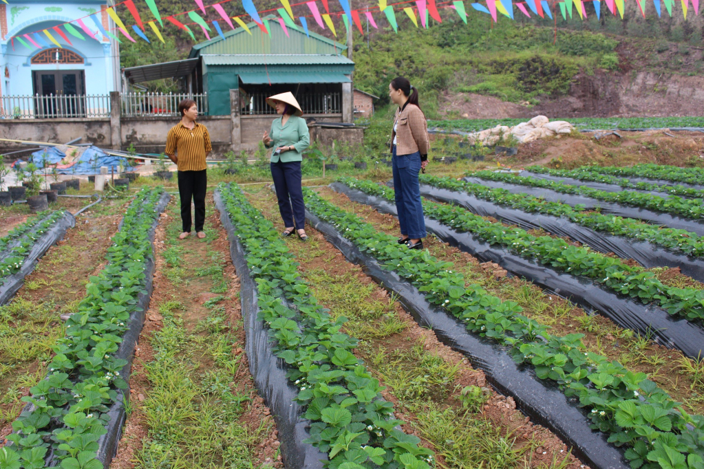 Mô hình trồng dâu tây của hội viên Hội LHPN xã Tân Bình, huyện Đầm Hà.