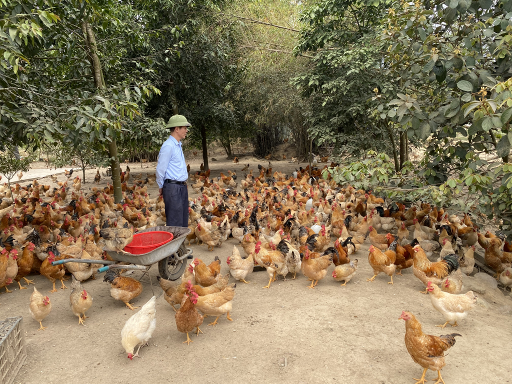 Anh Hoàng Văn Cường (xã Đông Ngũ) chăm sóc đàn gà chuẩn bị cho tết.