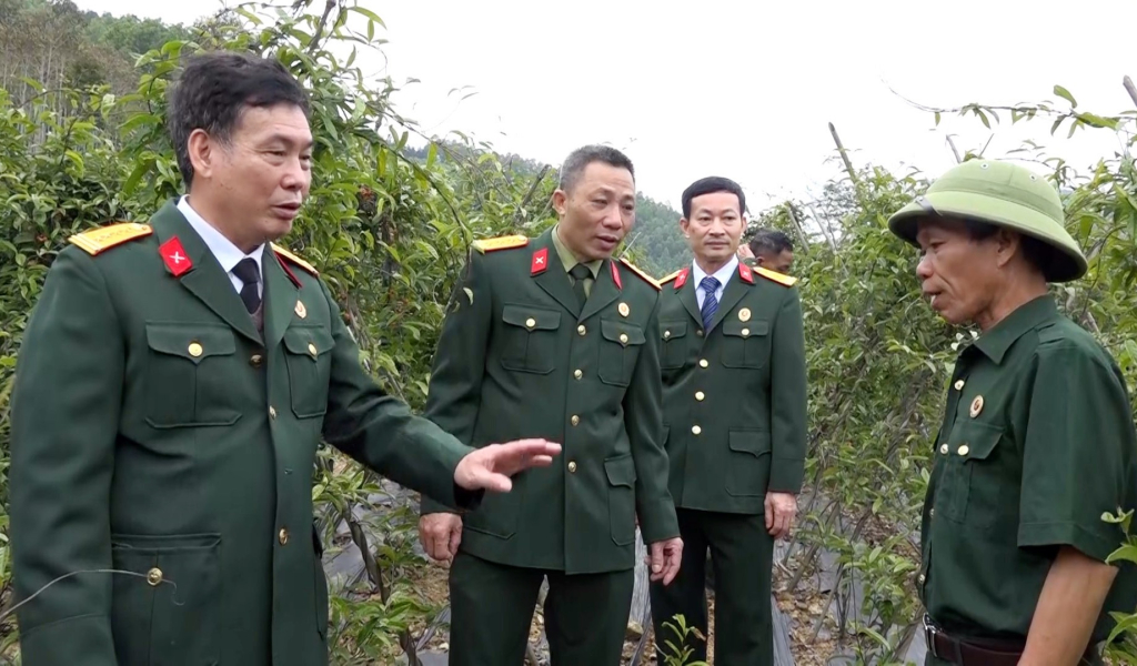 Hội CCB huyện Ba Chẽ tổ chức thăm mô hình trồng ba kích tím của CCB Lý Văn Hếnh, Chi hội trưởng Chi hội CCB thôn Nam Hả Trong (xã Nam Sơn, huyện Ba Chẽ).