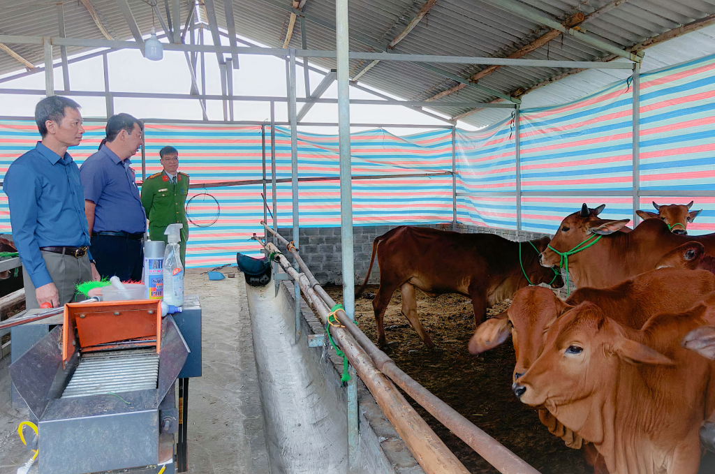 Đoàn công tác  VP Điều phối NTM tỉnh kiểm tra các mô hình chăn nuôi sản xuất trên địa bàn xã Nam Sơn (huyện Ba Chẽ).