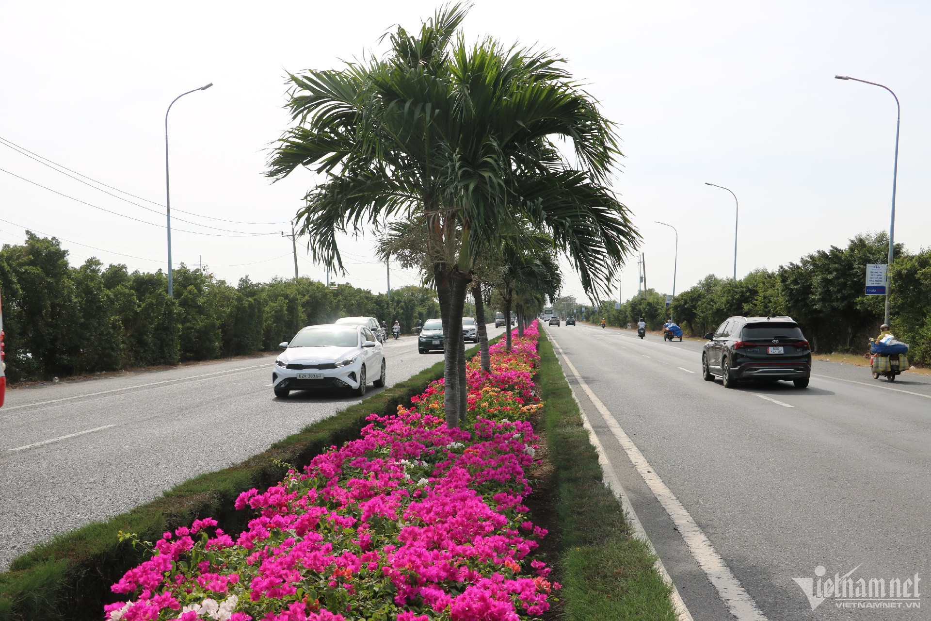 Con đường hoa giấy đẹp mê hồn trên dải phân cách cửa ngõ Vũng Tàu