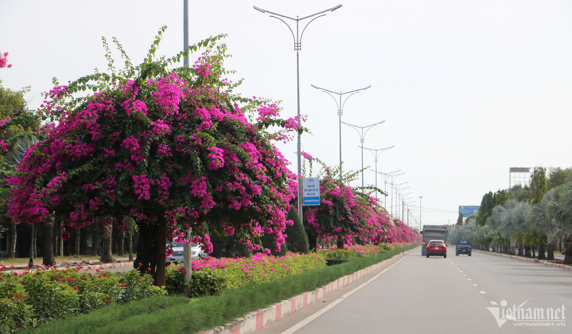 Con đường hoa giấy đẹp mê hồn trên dải phân cách cửa ngõ Vũng Tàu