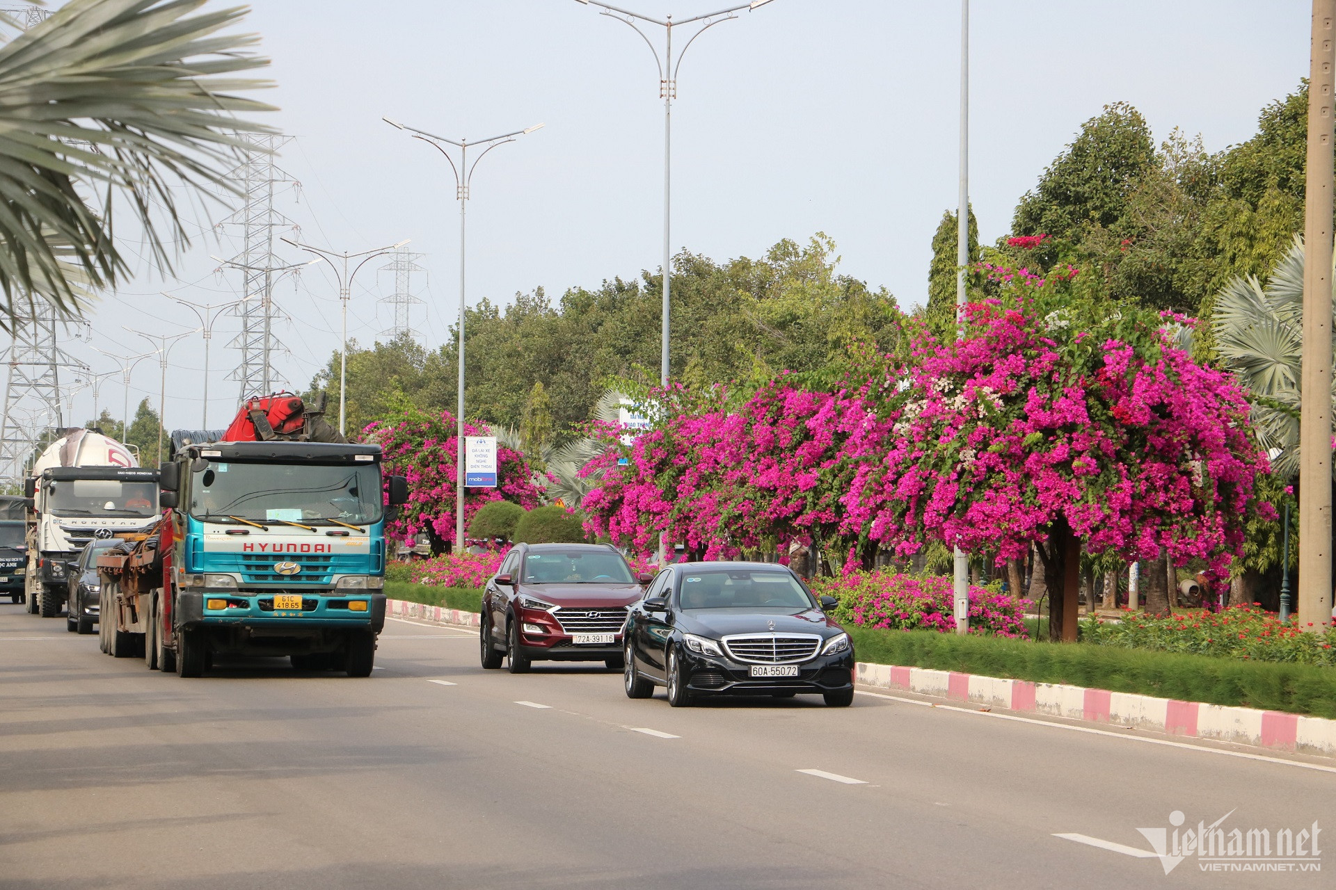 Con đường hoa giấy đẹp mê hồn trên dải phân cách cửa ngõ Vũng Tàu