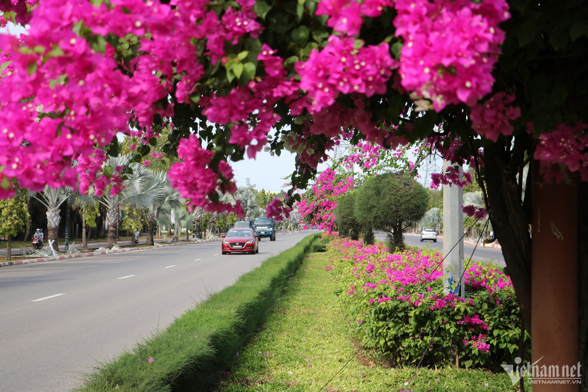 Con đường hoa giấy đẹp mê hồn trên dải phân cách cửa ngõ Vũng Tàu