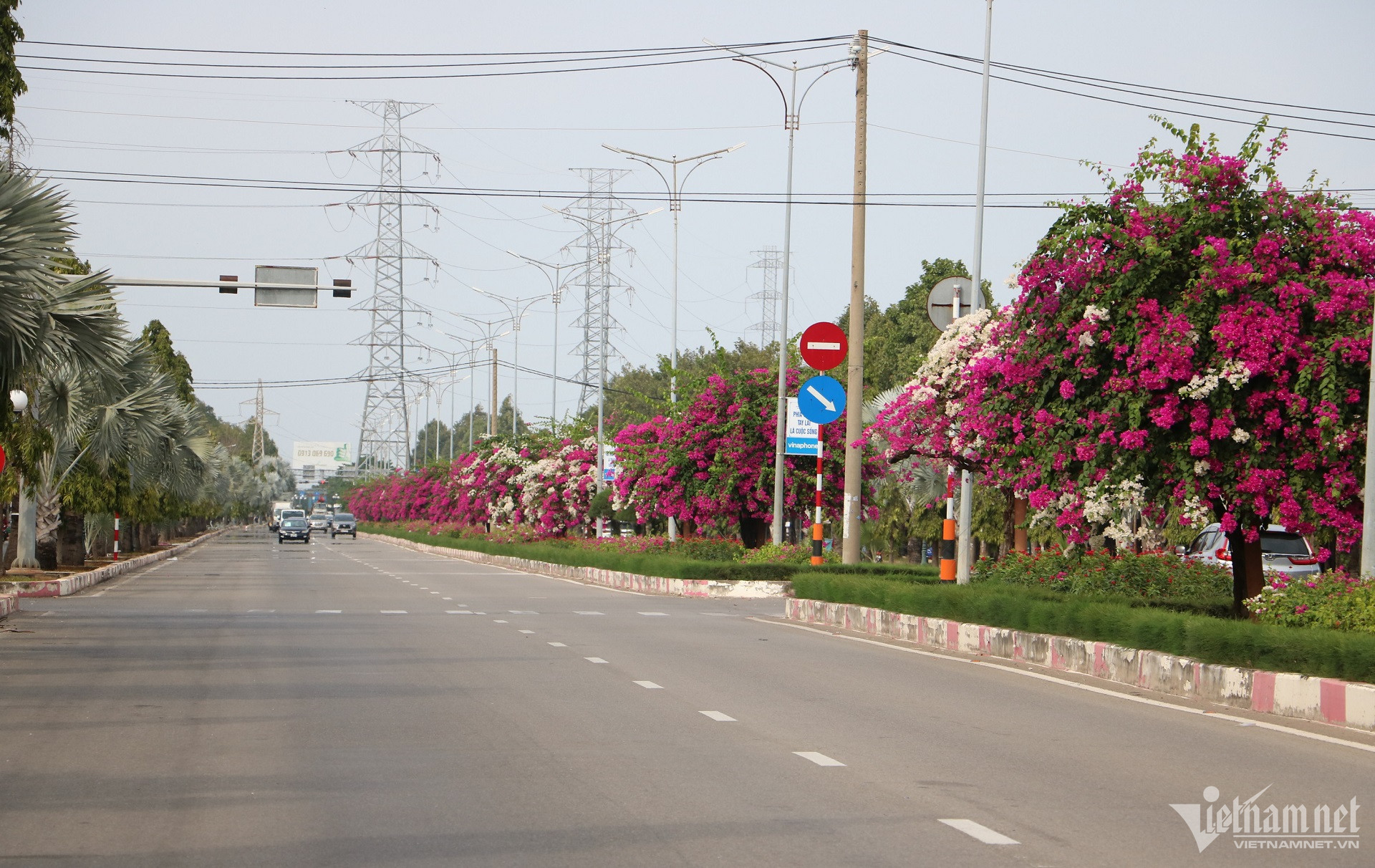 Con đường hoa giấy đẹp mê hồn trên dải phân cách cửa ngõ Vũng Tàu