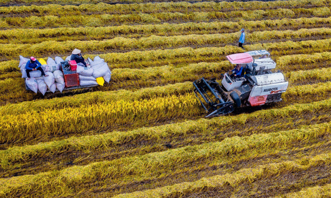 Rice exports reach record high