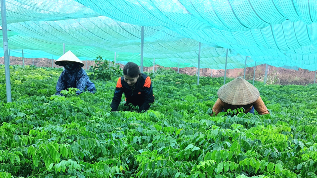 Công ty TNHH MTV lâm nghiệp Tiên Yên chuẩn bị cây giống để trồng rừng.