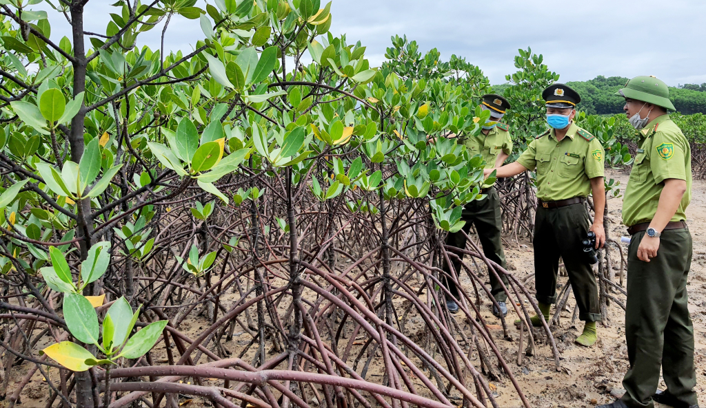 Lực lượng kiểm lâm huyện Hải Hà kiểm tra thực địa rừng ngập mặn trên địa bàn.