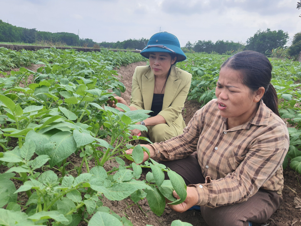 Chị Từ Thị Cúc (bên phải), thôn Nà Bấc, xã Đông Hải, huyện Tiên Yên kiểm tra sự phát triển của cây khoai tây.