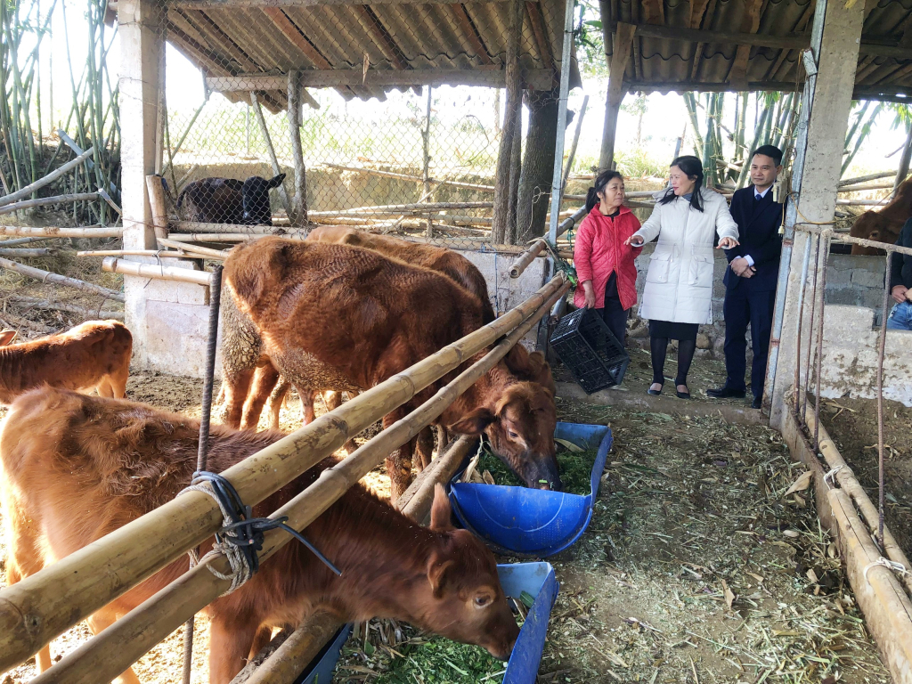 Quảng Ninh chủ động chống rét cho đàn gia súc. 