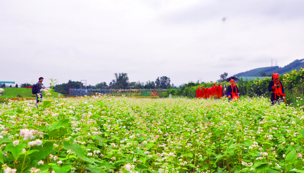 Du khách diện trang phục dân tộc tham quan vườn hoa tam giác mạch ở Quảng La.