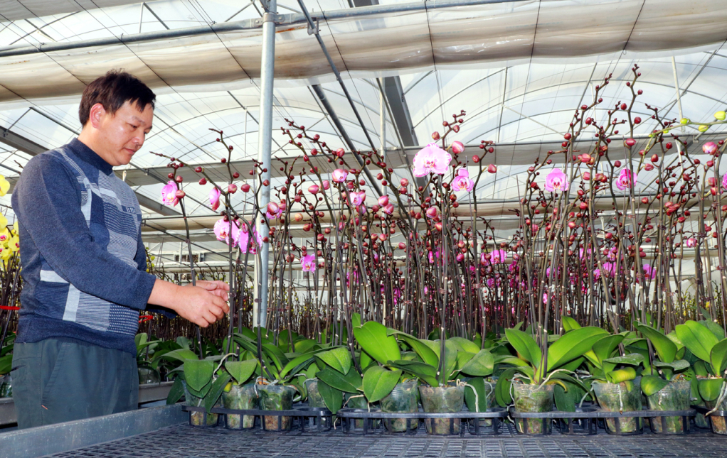 Kỹ sư Hải chăm sóc hoa lan hồ điệp ở trang trại hoa lan Trường Thành.