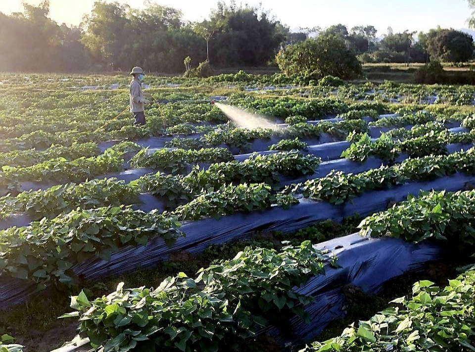 Người dân Đại Bình áp dụng công nghệ phủ nilon trong trồng khoai lang.