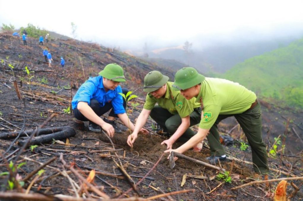 :Lực lượng chức năng trồng rừng lim, giổi, lát tại huyện Bình Liêu.