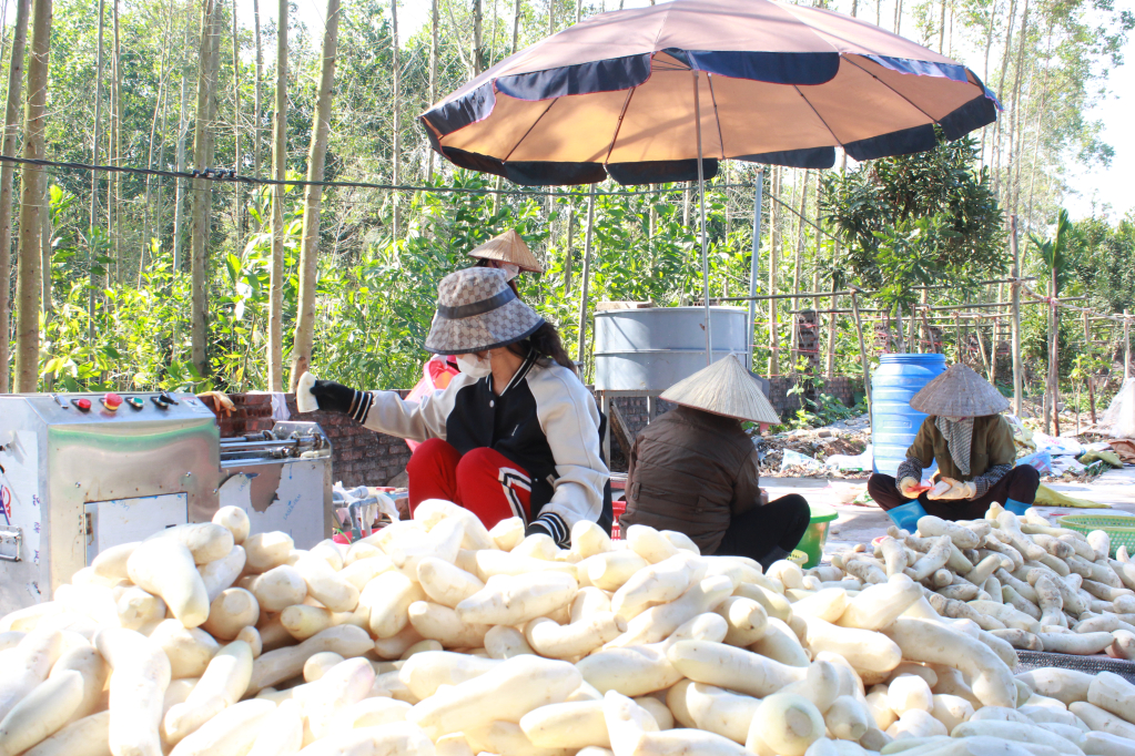 Vào mùa sản xuất củ cải, các HTX tại Quảng Tân phải thuê thêm nhân công thời vụ để thái và phơi củ cải.