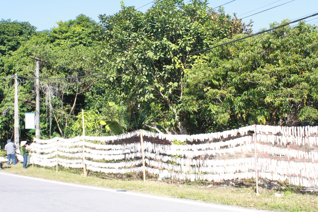 Người dân dựng thêm hàng rào trong vườn, ngoài ruộng để phơi củ cải.