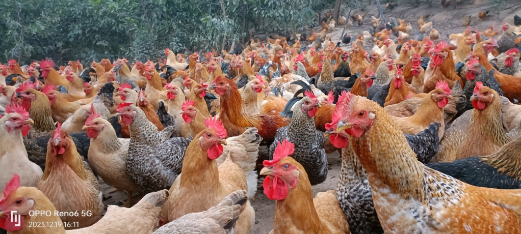 Giống gà Tiên Yên là sự kết hợp giữa giống gà ri, gà râu và gà đồi.
