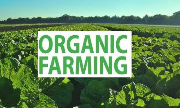 Viet Nam to spur green and organic farming