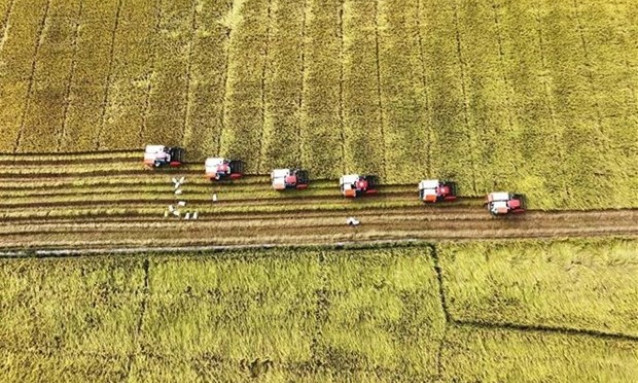 Rice export soars to record high in 2023