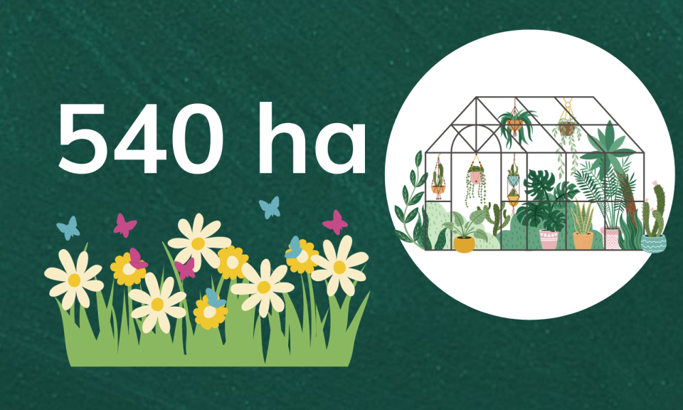 540 ha - là diện tích trồng hoa toàn tỉnh vụ 2023-2024