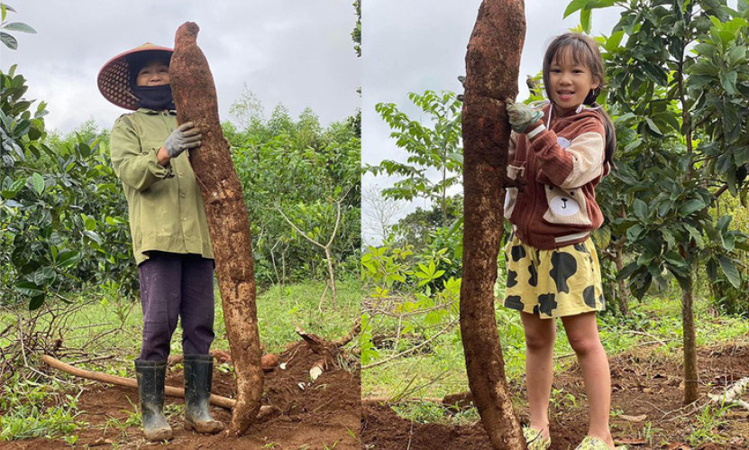Nông dân ở Phú Yên đào được củ sắn khổng lồ
