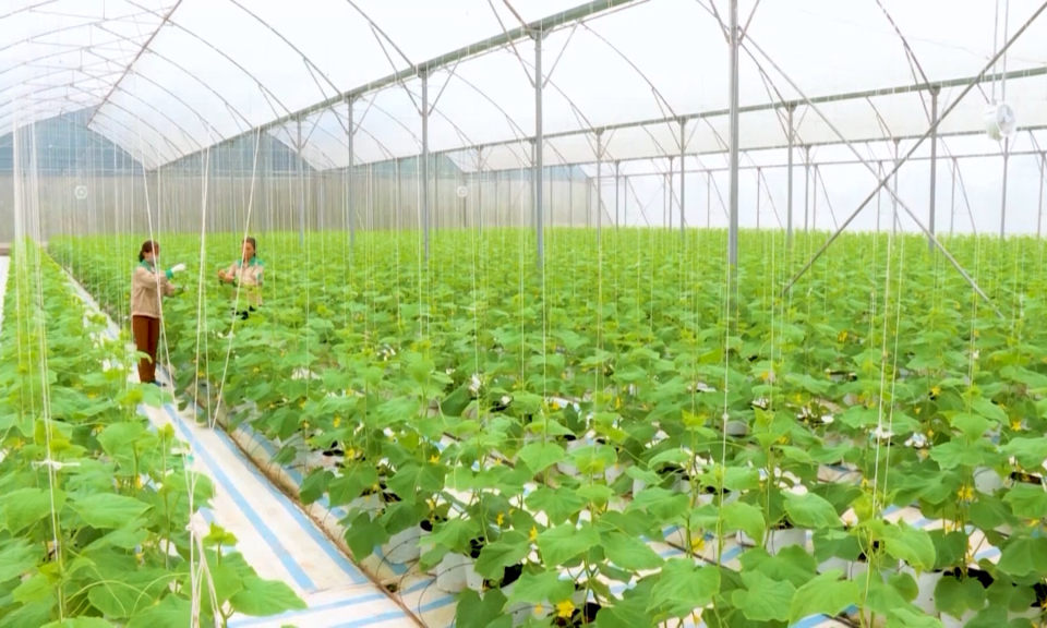 Hướng tới nền nông nghiệp phát thải thấp