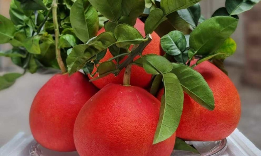 Gần nửa triệu đồng cặp bưởi đỏ 'tiến vua' dịp Tết