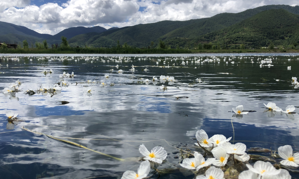 会开花的河
