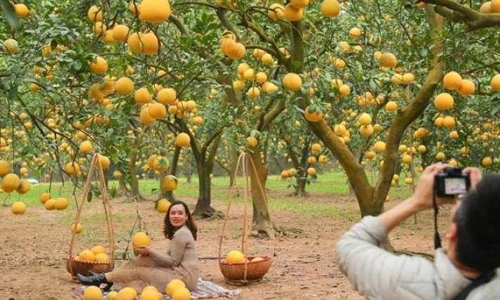 Specialty Diễn pomelo – a citrus offering for Lunar New Year Festival