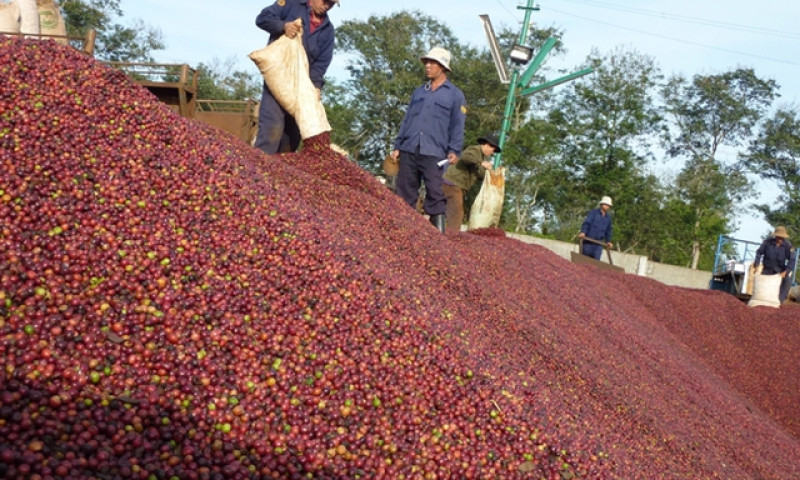Cà phê Việt hướng mốc 5 tỷ USD xuất khẩu