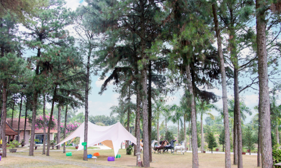 Bai Tu Long Pine Hill - a place for slow living 