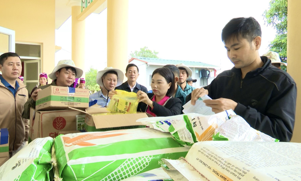 Huyện Hải Hà hỗ trợ nông dân vùng cao trồng giống ngô cao sản 