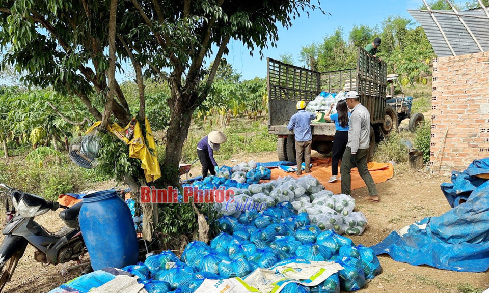 Nâng cao hiệu quả đầu tư từ chuỗi liên kết