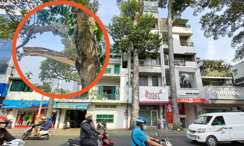 Đơn vị quản lý lên tiếng về vụ nhánh cây gãy làm chết người ở quận 5, TP.HCM