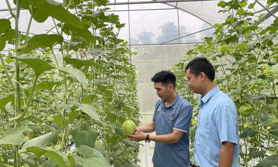 Chú trọng đào tạo nghề cho hội viên, nông dân